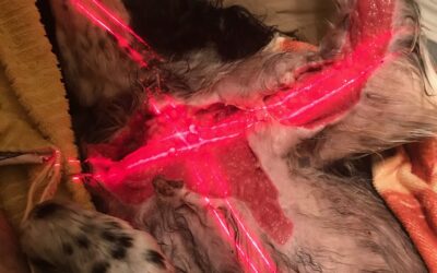 How Cold Laser Saved Lucky’s Life