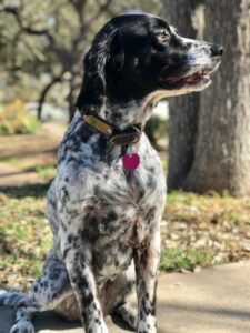 Lucky with her scar, watching birds in the yard.