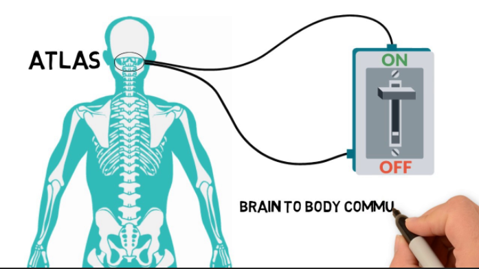 When Atlas/C1 is Out of Alignment, Why is it the Only Vertebra Adjusted?