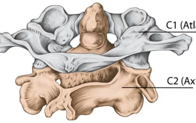 What Is The Atlas In The Human Body?