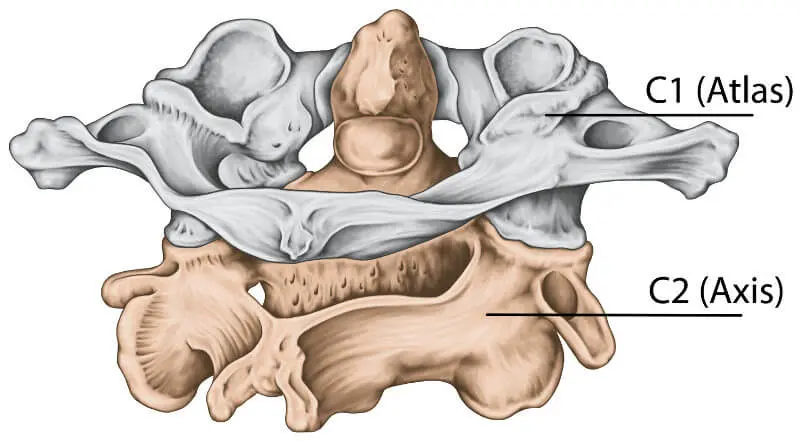 What Is The Atlas In The Human Body?